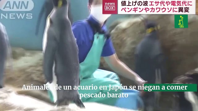 Animales de un acuario en Japón se niegan a comer pescado barato después de que el acuario redujera los costos para combatir la inflación.