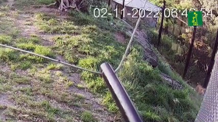 El zoológico de Sídney divulga imágenes del escape de cinco leones de su jaula