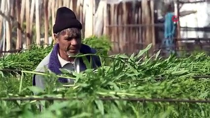 Kadınlar Günü’ne özel 80 milyon dal karanfil ihracatından 10 milyon dolarlık beklenti