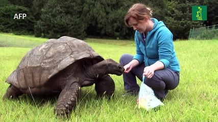 La tortuga Jonathan, decano de los animales terrestres, cumple unos 190 años