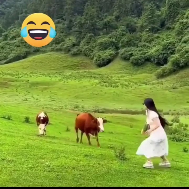 animals vs girls reactions