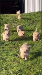 Funny Moments of Cat & Dog Bosses - Episode 46 |  Meow & Woof Universe