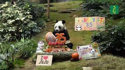 Fallece en Hong Kong An An, el panda más anciano del mundo en cautividad