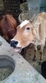 creazy sound of cow _short _shortvideo _village _animals _shortsvideo _cow _)