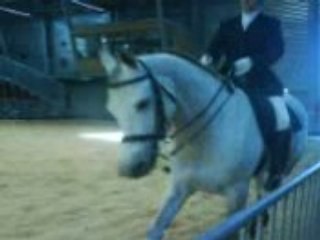 Chevaux de la foire comtoise (3)