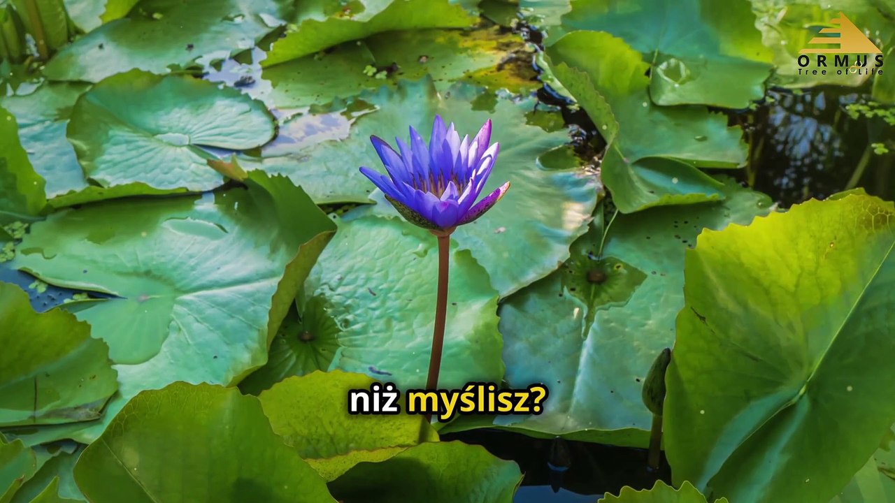 Lotos Błękitny: Sekret Faraonów, który Otwiera Umysł i Duszę | Historia, Nauka, Duchowość