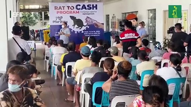 Cazar ratas por tres euros: así frenan la leptospirosis en Filipinas