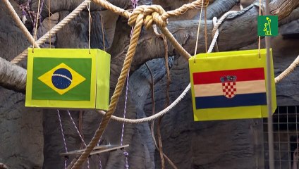 El mono Kent, ¿el oráculo del Mundial?