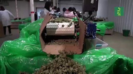 La primera cosecha de marihuana de Nueva York ya está lista para ser vendida