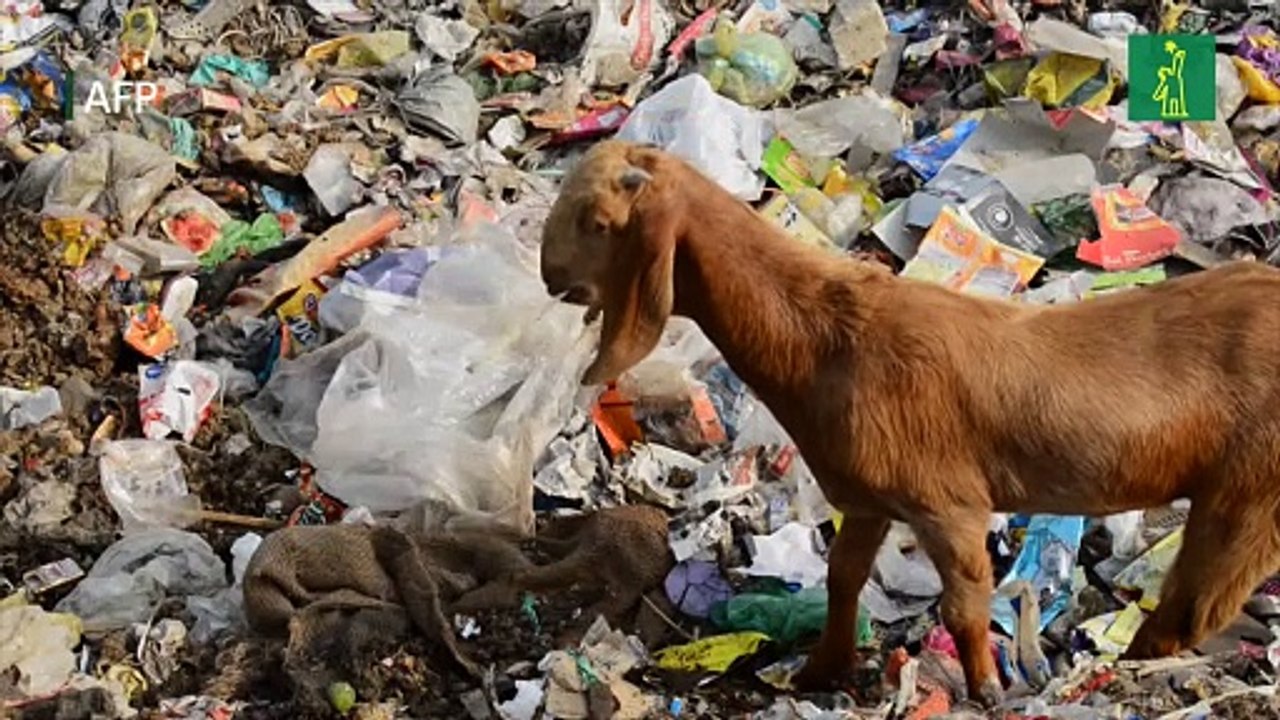 Cerca del 70% de la fauna salvaje desapareció desde 1970, según el WWF