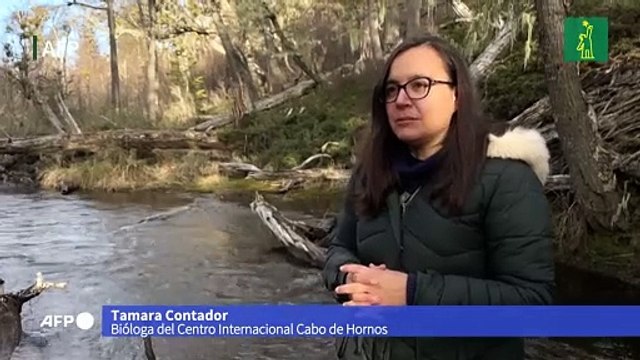 La alerta temprana del cambio climático suena en los bosques del fin del mundo