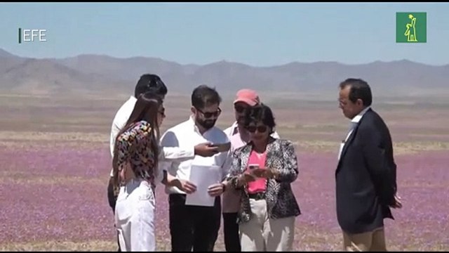 Chile anuncia la protección de uno de sus tesoros: el desierto florido en Atacama