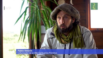 ONG sale al rescate de caballos en Uruguay para evitarles el matadero