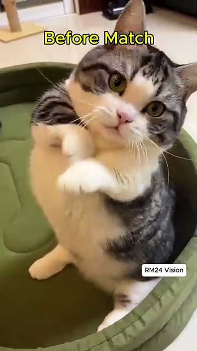 🥊🐱 Funny Cat Boxing Match – Epic Feline Showdown! 😂🔥 #funnycats  #catboxing  #cuteanimals