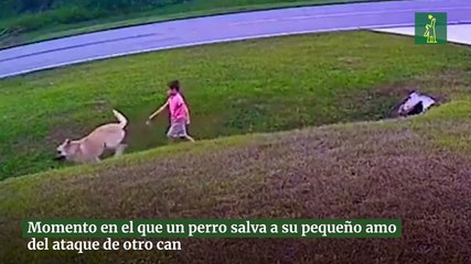 Momento en el que un perro salva a su pequeño amo del ataque de otro can