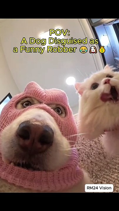 🐶😂 POV: Dog Disguised as a Funny Robber – Cutest Heist Ever! 💰🤣 #FunnyDog #DogPOV #CuteRobber