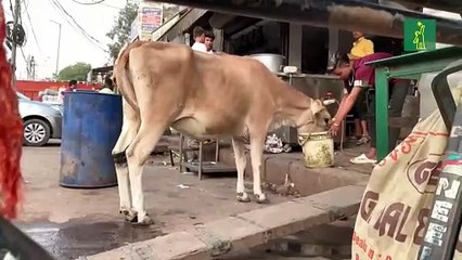 Un virus amenaza en la India a las vacas, un animal sagrado para el hinduismo