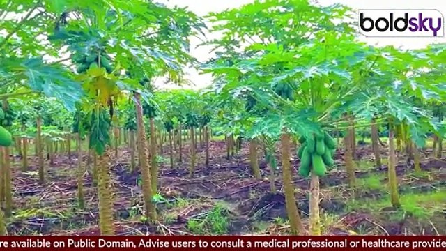 Papaya Leaf Benefits In High Cholesterol: पपीते के पत्ते का फायदा, कैसे करे Use | Boldsky