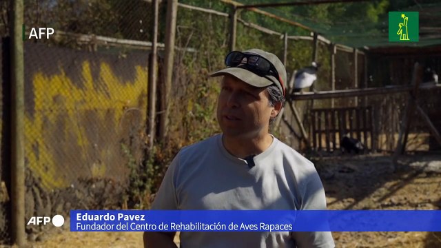 Dos cóndores nacidos en cautiverio en Chile abrigan la esperanza de aumentar su población