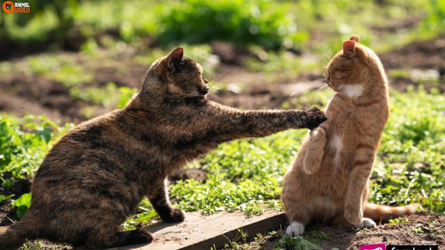 8 Reasons Why Cats Leave Home And Never Return | Animal Vised