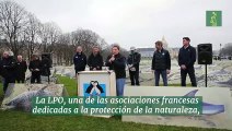 Una ONG francesa denuncia en París la matanza de delfines en la bahía de Vizcaya