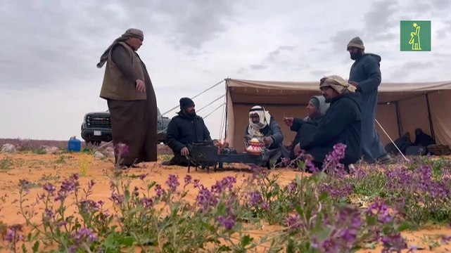 Un desierto lleno de flores moradas en Arabia Saudita