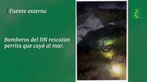 Bomberos del DN rescatan perrita que cayó al mar
