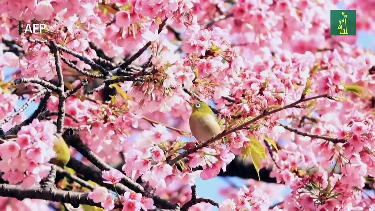 Comenzó la temporada de cerezos en Japón, más temprano de lo habitual