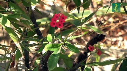 Ambientalistas cuidan un oasis en el sur de México en medio de la sequía