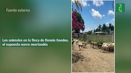 Los animales en la finca de Dennis Goedee, el supuesto narco neerlandés