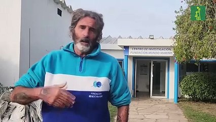 Rescatan en Argentina a un lobo marino