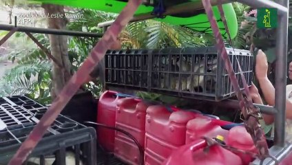 Salvando al caimán del Orinoco, el mayor depredador de los ríos de Sudamérica