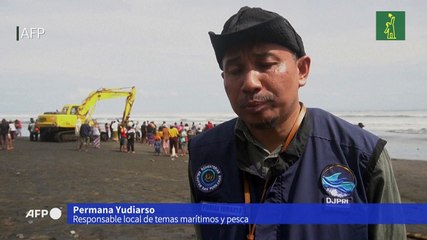 Hallan muerto un tercer cetáceo varado en una playa de Bali