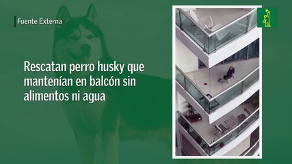 Rescatan perro husky que mantenían en balcón sin alimentos ni agua
