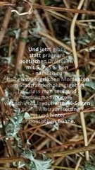 das "Journal um acht", knapp vorm Gedichtmischwaldtor, kam mir kurz zuvor