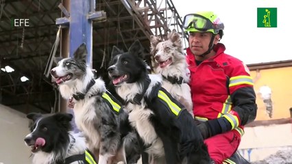 Entrenamiento de perros de rescate gana popularidad en México debido a terremotos