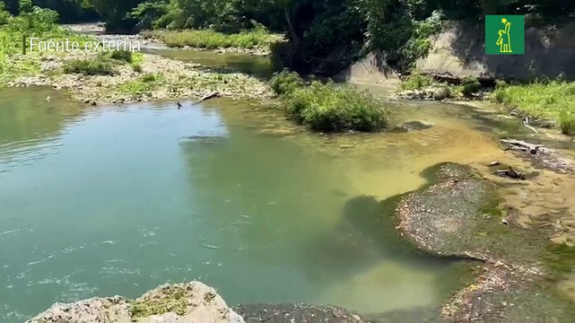 Piden retirar permisos ambientales a empresa avícola y porcina por contaminación a río Jamao