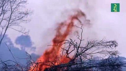 La Tierra perdió un área de selva equivalente a un campo de fútbol cada 5 segundos