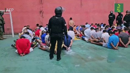 Gallos de pelea y cerdos, el insólito hallazgo en una cárcel de Ecuador