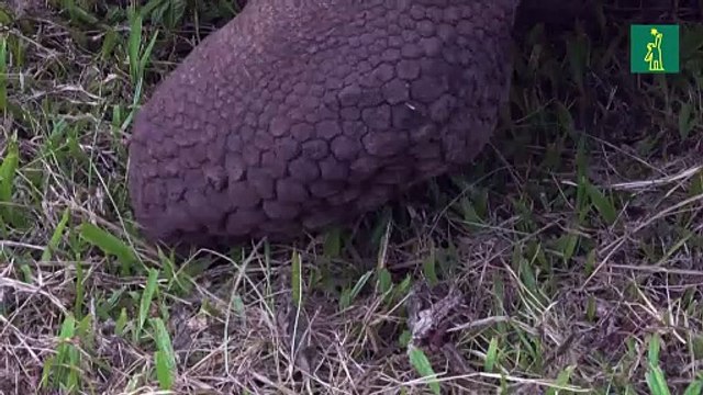 El Niño, la mayor amenaza en décadas para las especies vulnerables de Galápagos