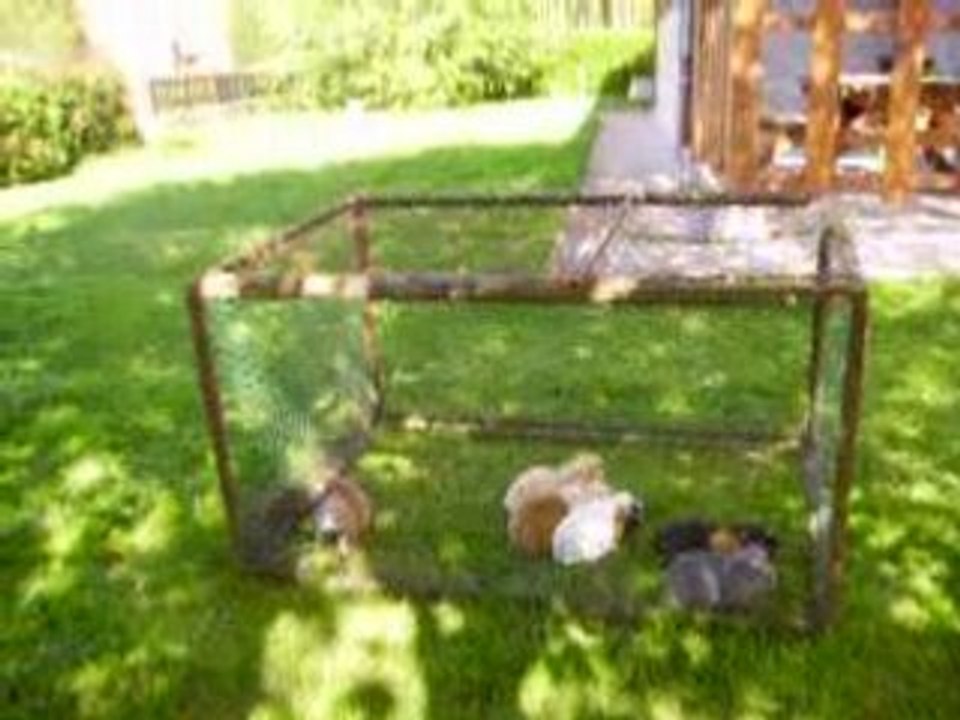 Malice et ses 4 bbs 15 jours