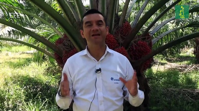 Palmicultores colombianos toman medidas por el impacto del fenómeno del niño en palma de aceite