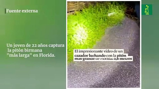 Un joven de 22 años captura la pitón birmana más larga en Florida