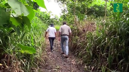 Costa Rica, uno de los pocos países que ha logrado revertir la deforestación en los últimos 30 años
