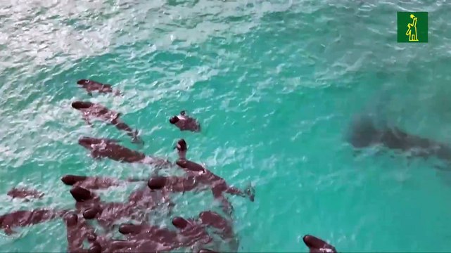 Ballenas piloto se quedan varadas en una playa de Australia Occidental