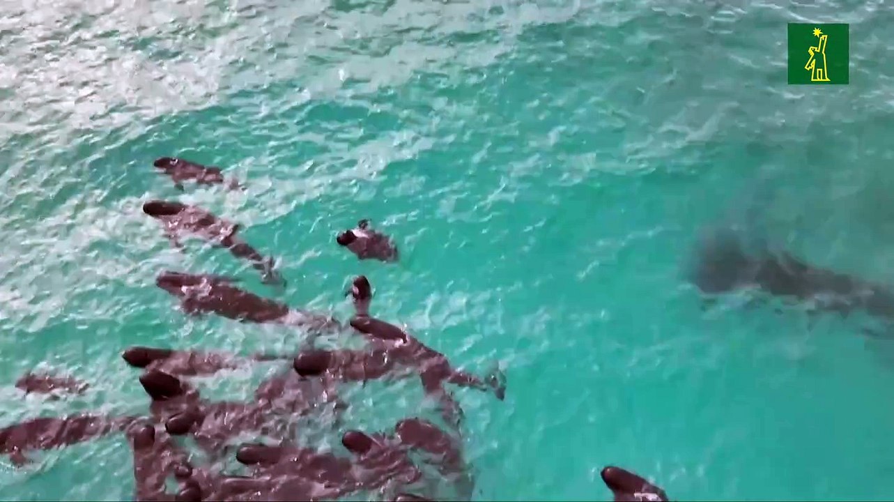 Ballenas piloto se quedan varadas en una playa de Australia Occidental