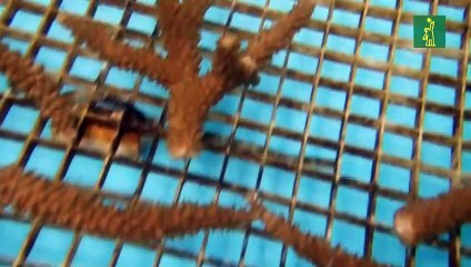 Debido a la subida de temperatura del mar en Florida ponen a resguardo a miles de corales