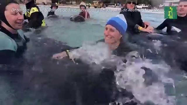 Mueren varadas medio centenar de ballenas piloto en el oeste de Australia