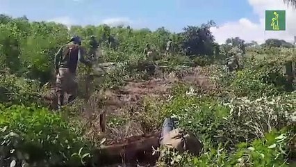 Perú inicia por primera vez la erradicación de cultivos de coca