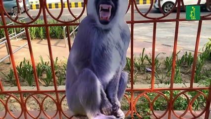 Nueva Delhi despliega "espantamonos" para ahuyentar a los primates de la cumbre del G20